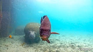 Manatees Captured on Underwater Camera