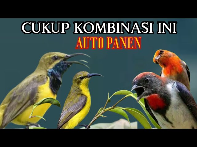 Suara Pikat Burung Kecil Paling Jitu class=