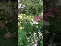Цветник из роз и лилий.