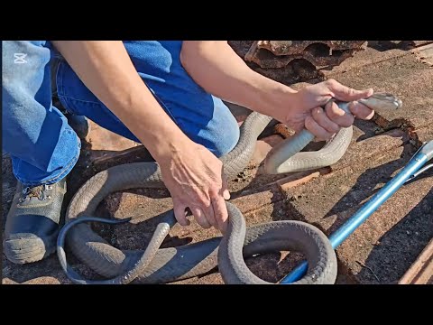 4 Black Mambas in one roof! - Episode 2