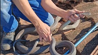 4 Black Mambas in one roof! - Episode 2