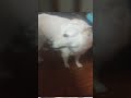 busca León peso personal ya que solo tenemos uno pon peleen los huesos porque en verdad tenemos 206
