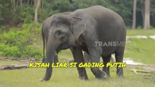 Kisah Liar Si Gading Putih  | SI OTAN (16/09/24)