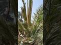 Stem borer insect on date palm. #poorman #DatePlam #makingmemories