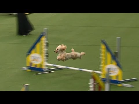 Carly Rae The Poodle Attempts Championship Run At Westminster Dog Show