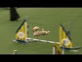 Carly rae the poodle attempts championship run at westminster dog show