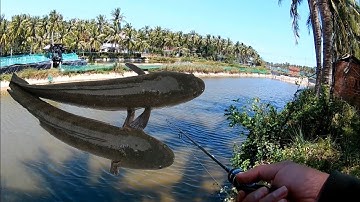 Câu lure cá lóc, săn cá lóc hồ tôm bằng nhái hơi sóc chuột mồi giả, snakehead fishing lures