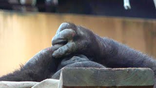 New wound.Kintaro is concerned about his injured hand.【Kyoto Zoo, Gorilla,ゴリラ