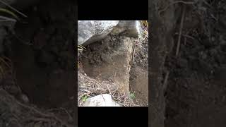 The Amazing Journey of Gold Extraction from the Earth: Secrets of Gold Discovery"۔ #goldfind #meta