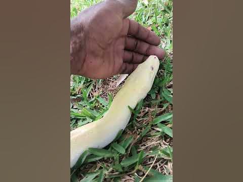 BURMESE Python handling tips - YouTube