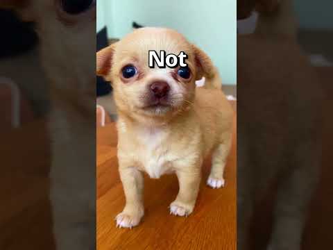 Video: Wit donsige honde (foto)