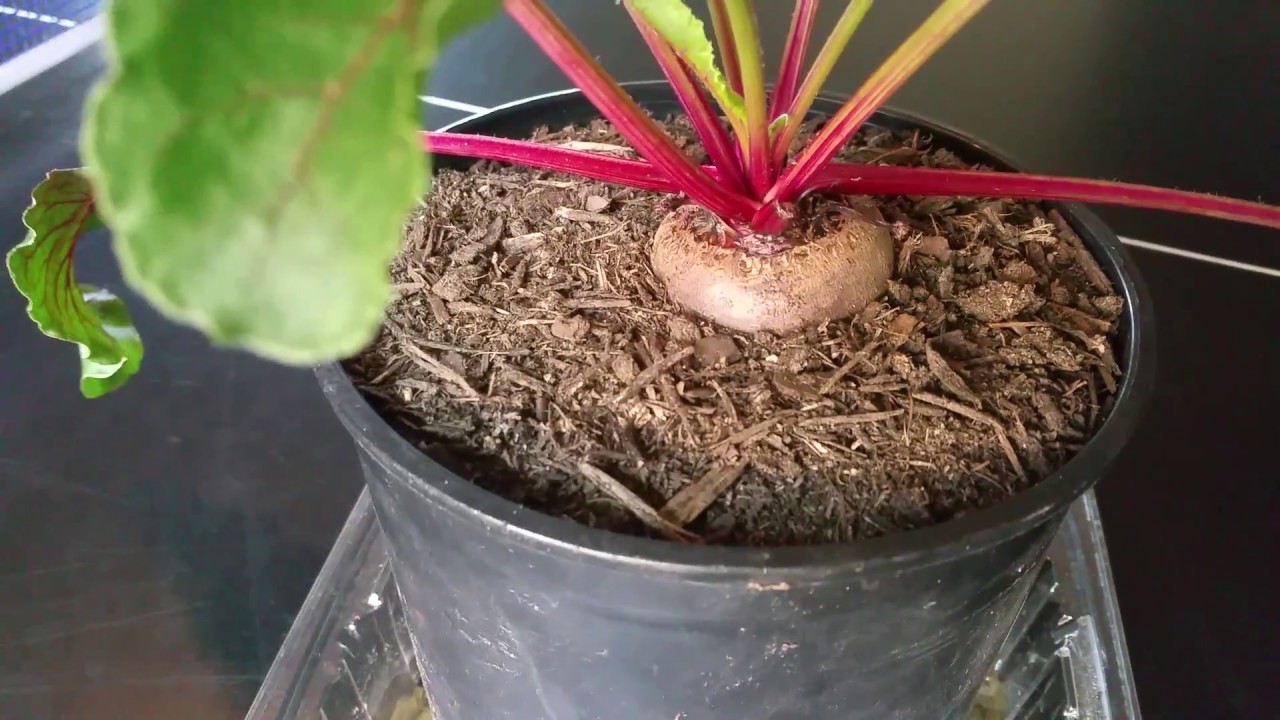 Container Grown Beet It's Possible! YouTube