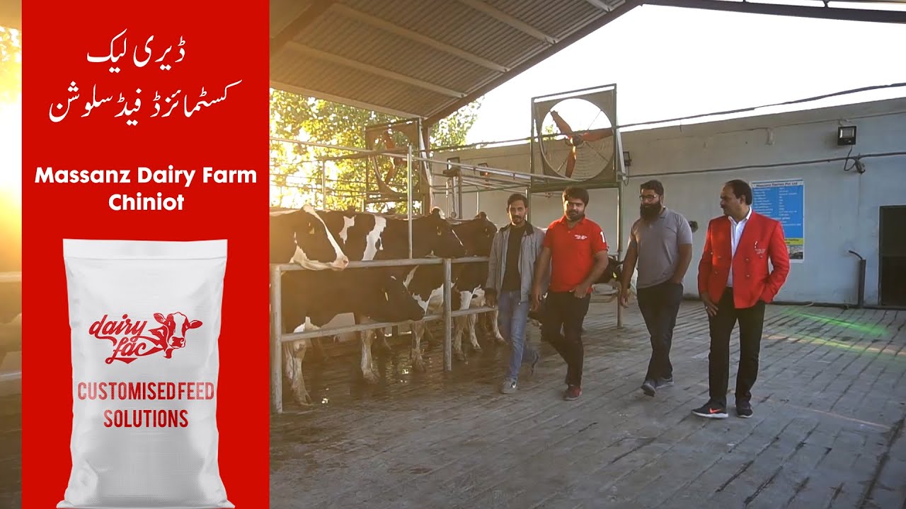 Massanz Dairy Farm Customised Feed Solution