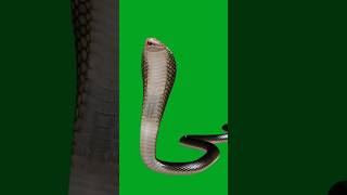 Snake Attack Green Screen Effect