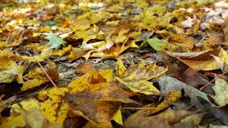 Fall leaves video footage - sonbahar yaprakları video çekimi