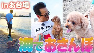 【トシ散歩】海でお散歩したら愛犬バレン、歩かなくなる by 田原トシちゃんねる! 41,530 views 7 months ago 14 minutes, 22 seconds