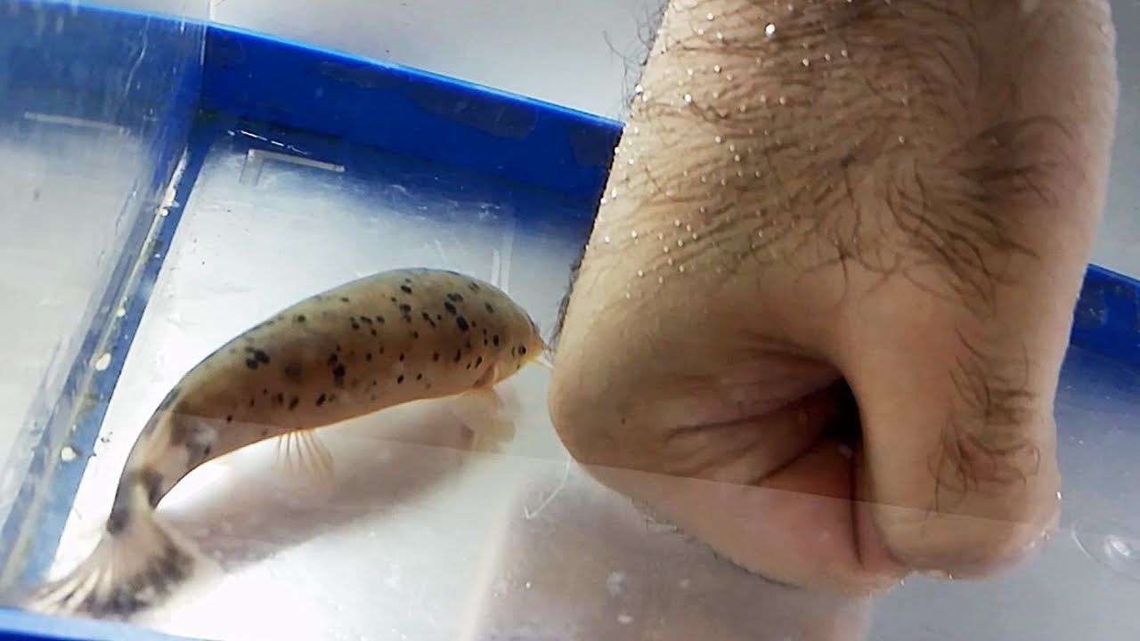 ¡ESPECIAL 16.000! Tocando pez gato eléctrico (Malapterurus electricus) Ficha Técnica