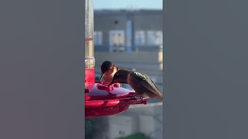 Watch What Happens When Hummingbirds Arrive... Unbelievable!
