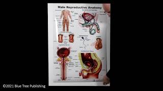 Male Reproductive Large Poster