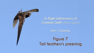 COMMON SWIFT - In flight grooming - FIGURE 7 : Tail feathers