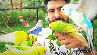 Can You Bond with Multiple Budgies? by Alen AxP 6,393 views 13 days ago 4 minutes, 51 seconds