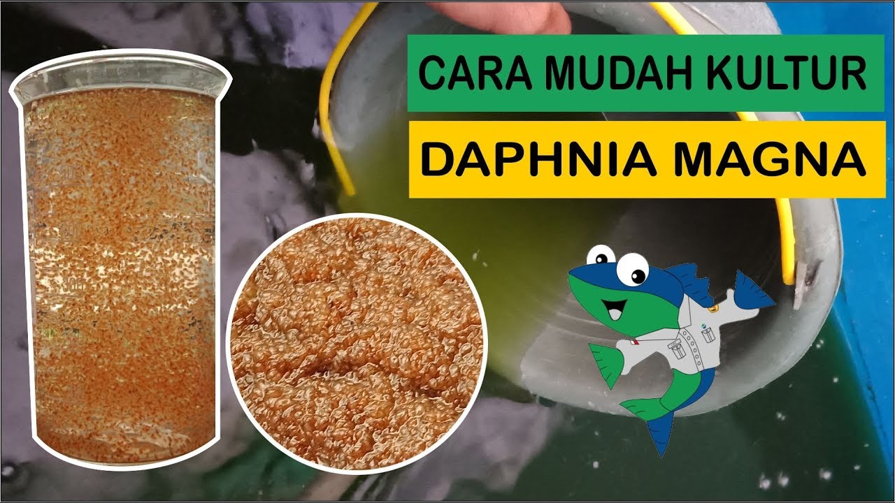 CARA KULTUR DAPHNIA MAGNA 