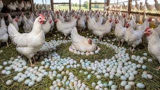 So Many Fresh Eggs! Daily Collection on a Chicken Farm.