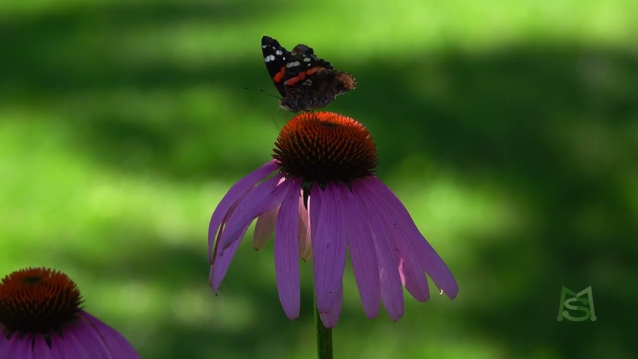 Niagara Falls Butterflies