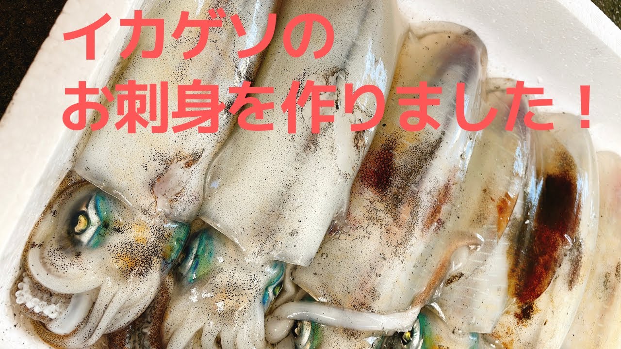 アオリイカのゲソとヒレでお刺身作りました! #魚 #捌き方 #魚屋 - YouTube