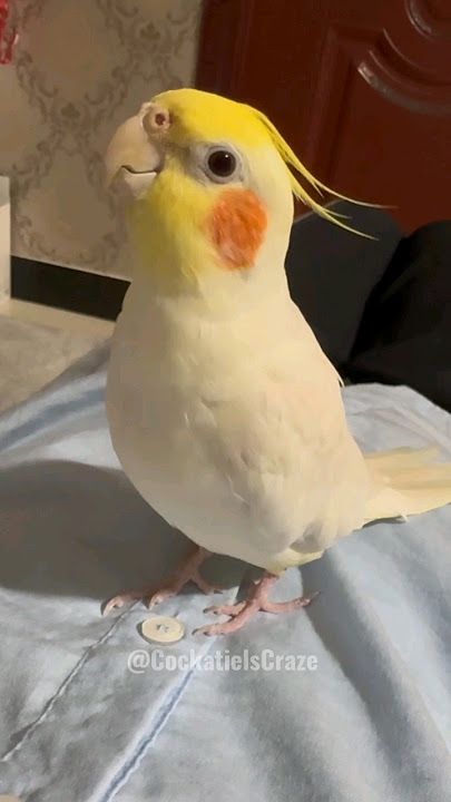 Jerry the Cockatiel Charms with Cookie Song | Adorable Bird Sings 😄 #cockatielscraze