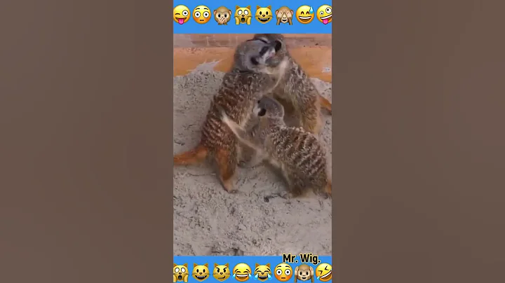Desert Duel: Meerkats Engaging in Playful Combat