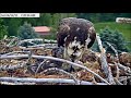 ~Dunrovin Osprey Nest - Karmienie - Duży Pstrąg na śniadanie ~