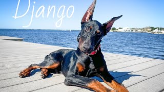 5mo Doberman (Django) Community | Best Dog Trainers in Florida