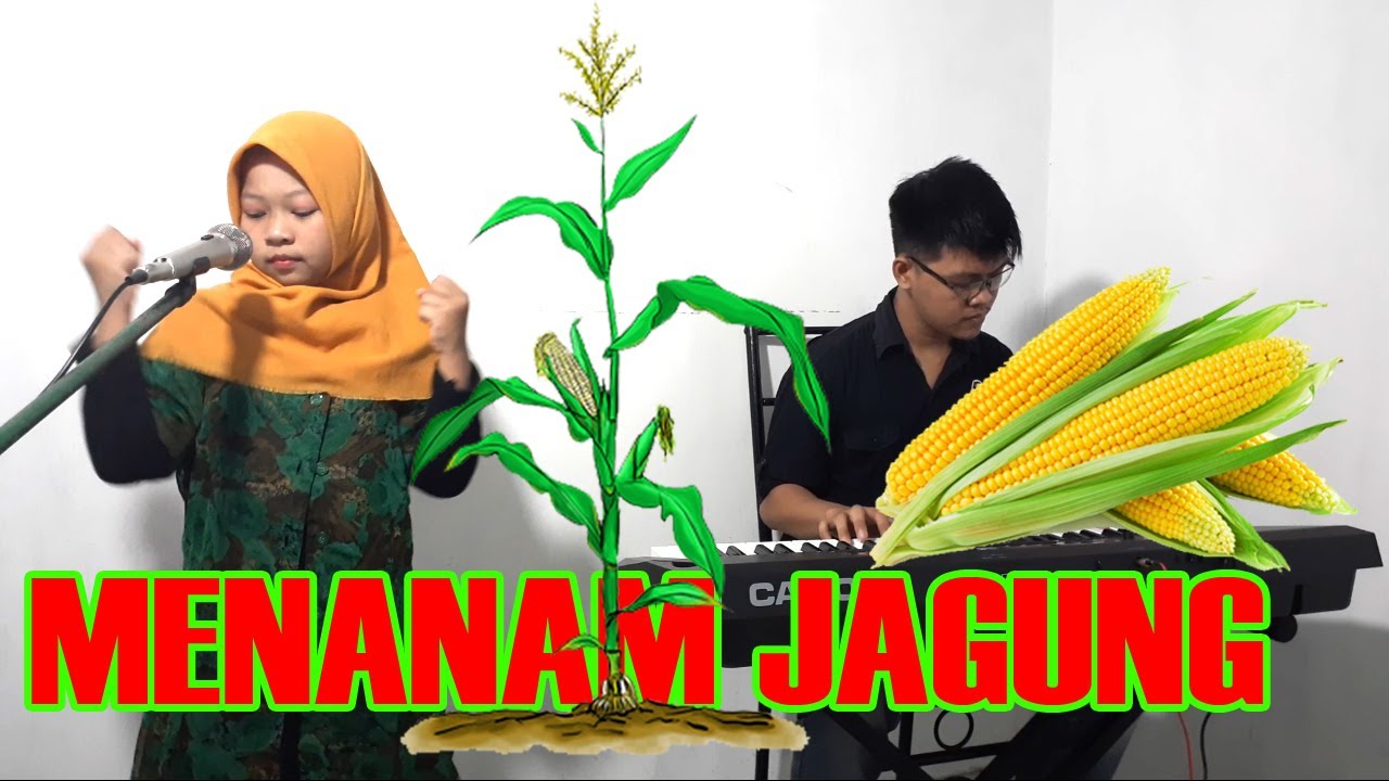 MENANAM JAGUNG LAGU ANAK 