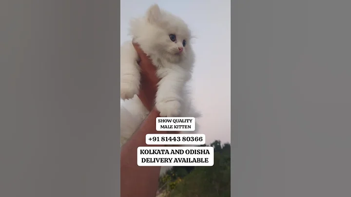 Video 11744271: persian cat male kitten, persian cat pets, persian cat low