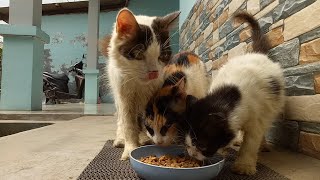 All the cats ran towards the food by Cats Feed Journey 272 views 3 weeks ago 3 minutes, 4 seconds