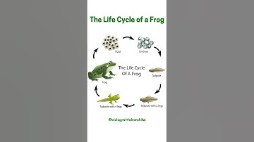 The Life Cycle of a Frog: From Egg to Adult
