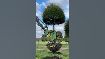 Tree transplanting machine that does not damage roots