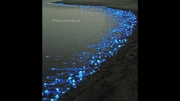 Resoloque - Exterminate (Original Mix)