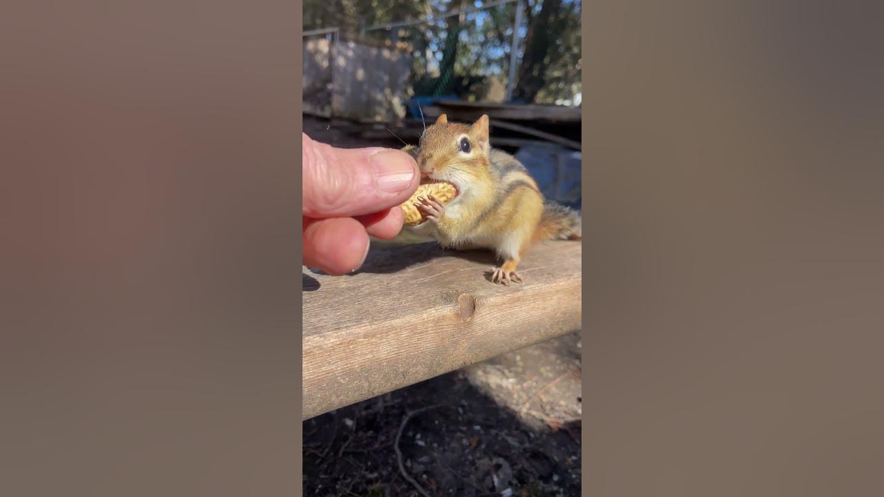 Hand Feed Chipmunk 3 Peanuts #chipmunk 3peanutcheekstuff #shorts - YouTube