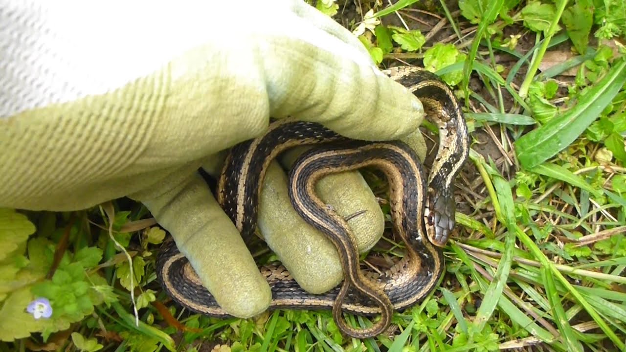 camera iphone 8 plus apk Eastern Garter Snake