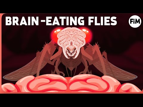 Video: The Fly Larvae Almost Got Into The Girl's Brain - Alternative View