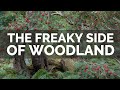 Weird & Wonderful in Woodland Photography
