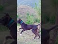 Dogs lovers// bully kutta //bully dogs //shonk// Pakistani bully dogs//