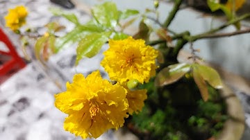 BÁN 4 Cây mai giá rẻ. mai cúc tư long, giảo tự xoắn, cúc 7 tầng 0386573894