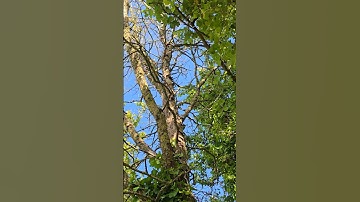 Dutch Elm Disease #forest #trees #disease #explore #adventure #permaculturegarden #knowledge