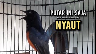 murai batu gacor AMPUH buat PANCINGAN murai batu agar bunyi JADIKAN burung murai gacor NYAUT