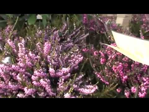 Video: Vresové sprievodné rastliny do záhrady: Zistite, čo zasadiť vedľa vresu