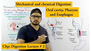 Mechanical And Chemical Digestion In Oral Cavity