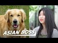 Do all chinese really eat dog meat street interview  asian boss